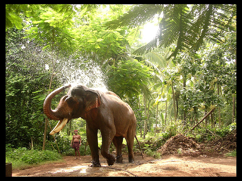 elephant in kerala