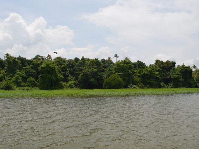 Kumarakom Bird Sanctuary - View from Backwaters 