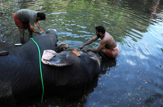 kerala-elephant-bathing