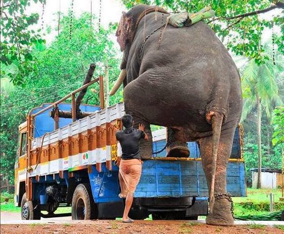 Image result for elephant kerala