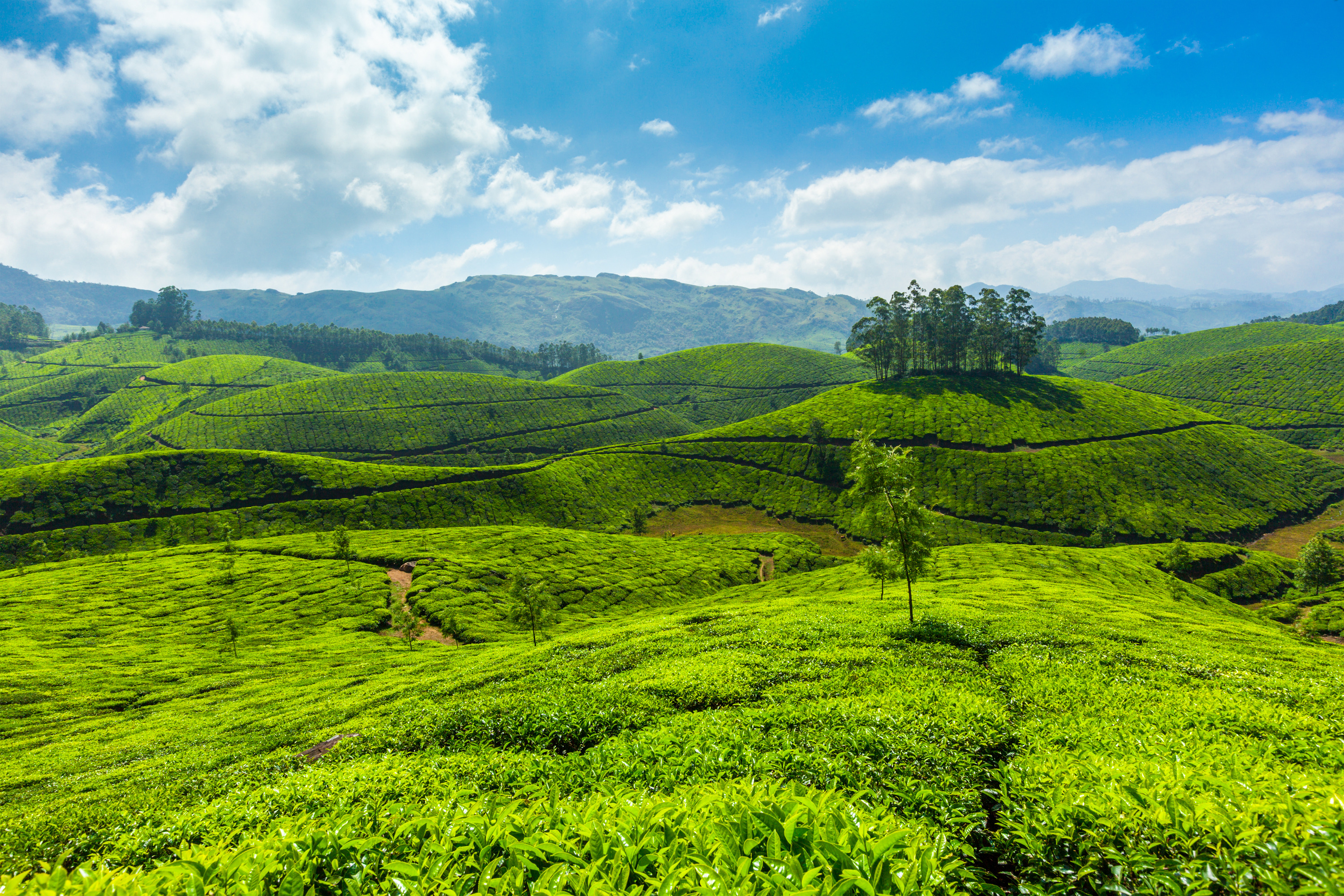 Tea plantations Munnar
