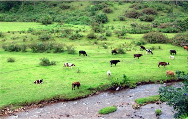 indo-swiss-dairy-farm