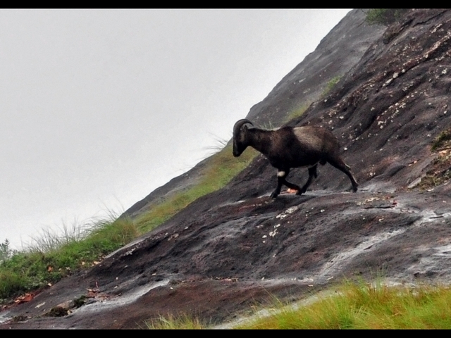 The Eravikulam National Park is a sanctuary located in Munnar to protect the endangered Nilgiri Tahr. The place is the natural habitat of this rare mountain goat which is facing extinction . Rajamala region is the tourism zone of the Eravikulam National Park. Flee to Rajamala if you want to see herds of Nilgiri Tahr roaming around freely. No visitor is allowed beyond the tourist area due to security reasons.