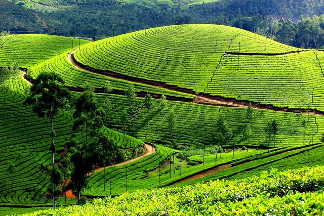 Munnar was once the summer season of the erstwhile English Govt