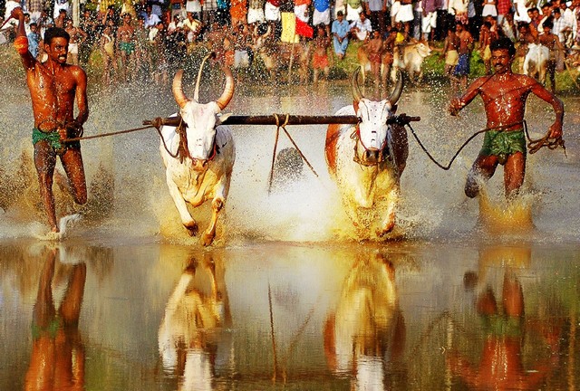 Maramadi or Bull Races is held every year in Kerala during the post-harvest season
