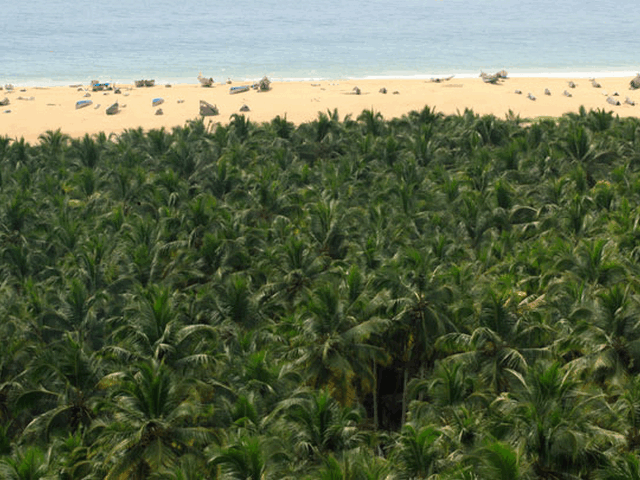 nellikunnu-beach-thiruvananthapuram