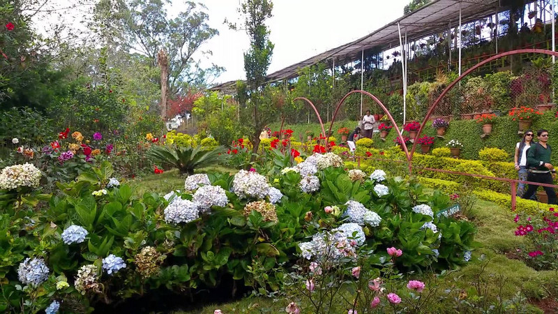 flower-garden-munnar