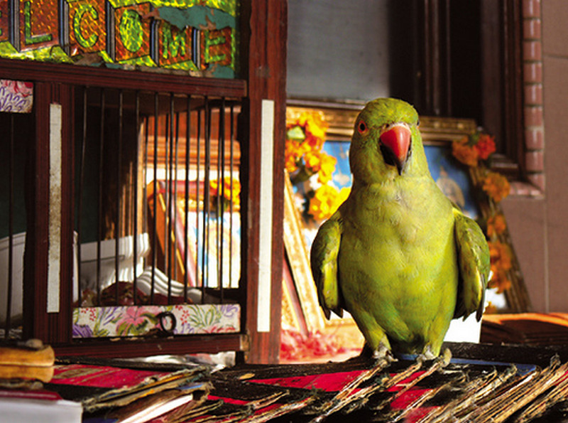 you can find fortune tellers with parrots in most tourist places in kerala