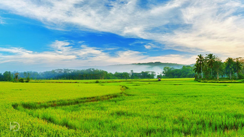kerala-paddy-fields-walking