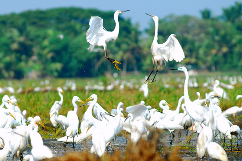 Kerala bird sactuarues