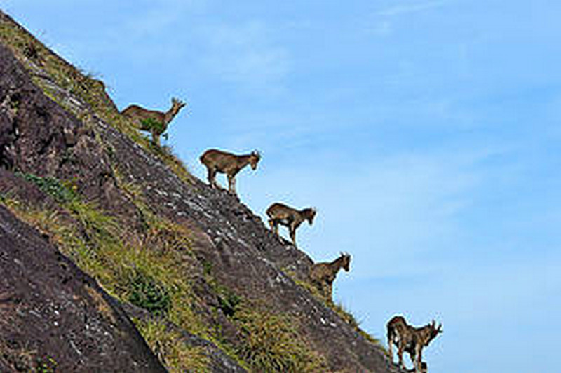 Nilgiri Tahr in Munnar