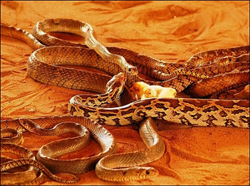 snake-park-parassinikkadavu