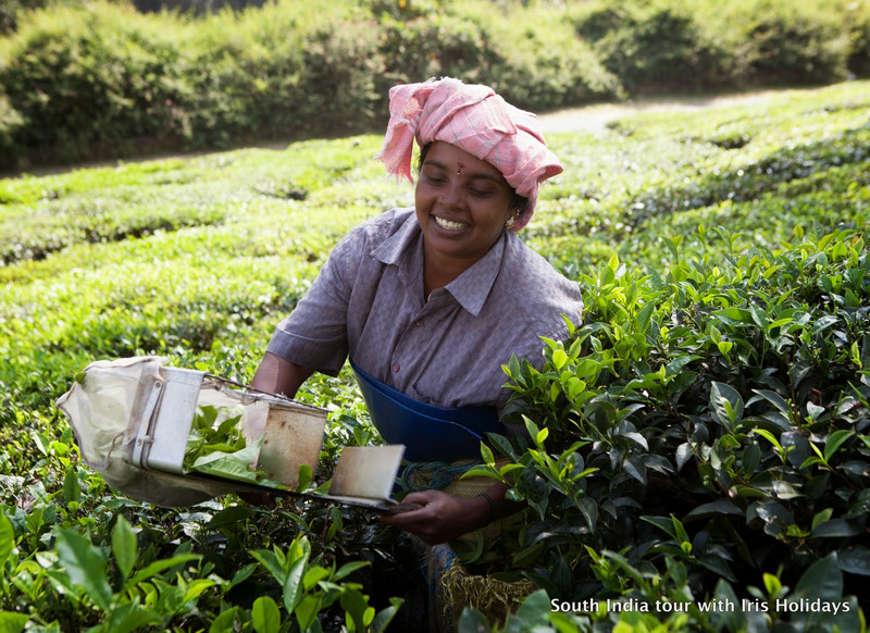 Tea Picking in Munnar