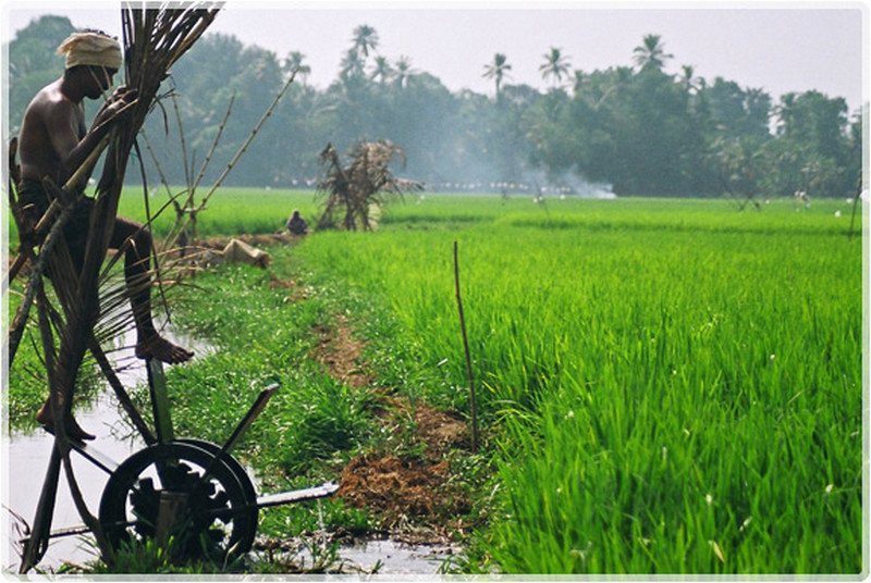 water-wheel-farmer-kerala