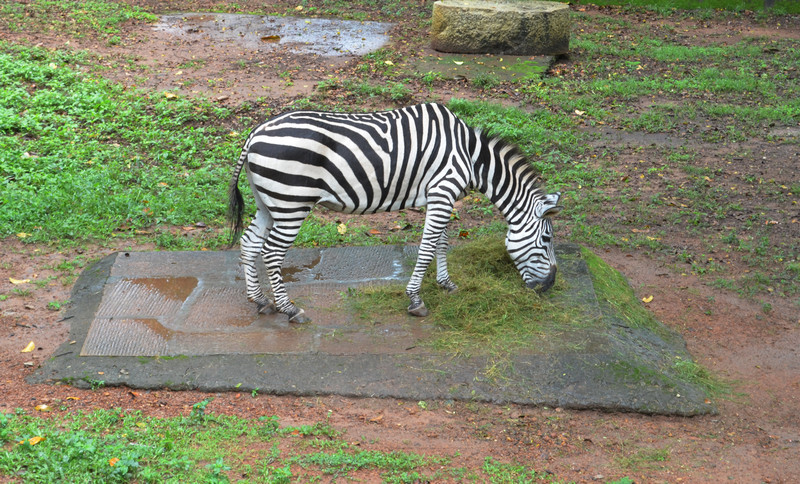 Trivandrum Zoo is the oldest Zoo in Asia