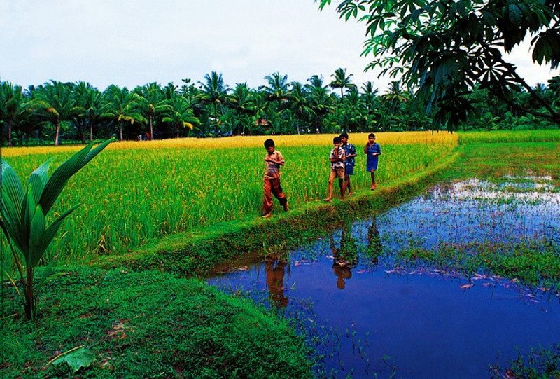 kerala-photos-paddy-fields