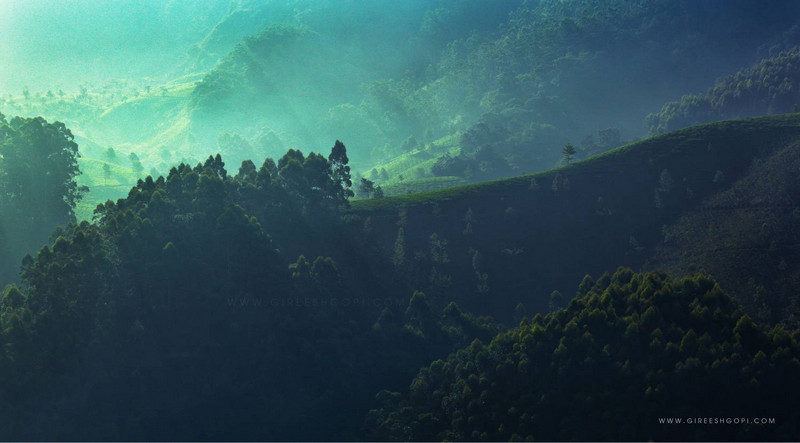 A Morning in Munnar