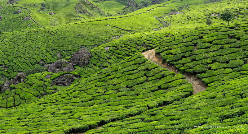 Beauty of Munnar Tea Gardens 