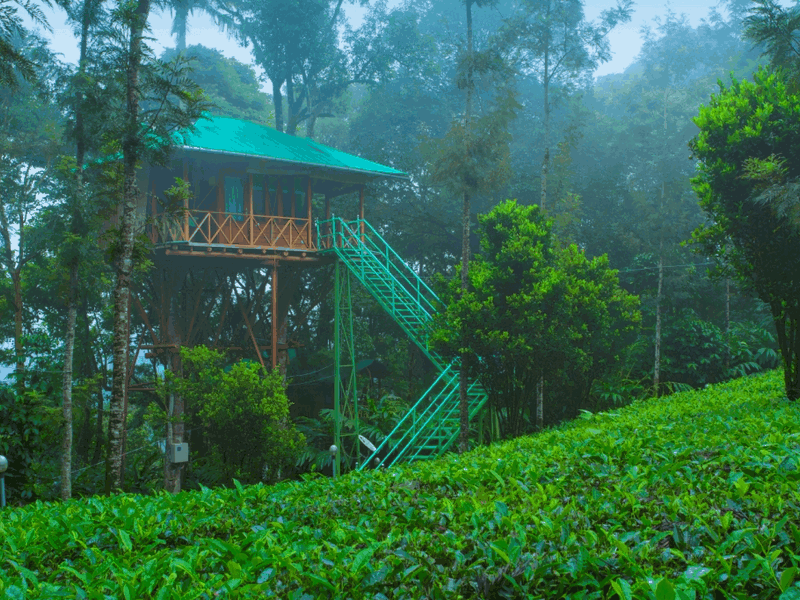 dream-catcher-kerala-treehouse-resort
