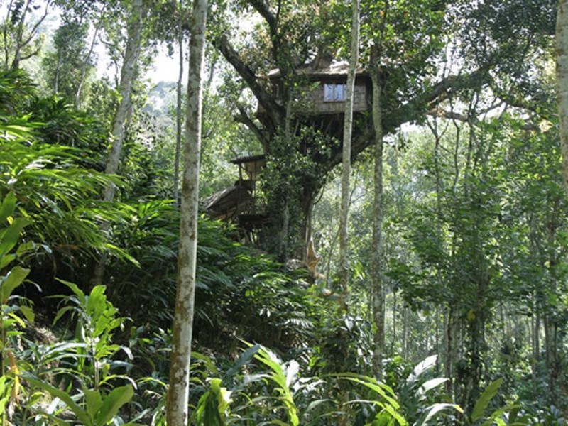 shola-periyar-treehouse