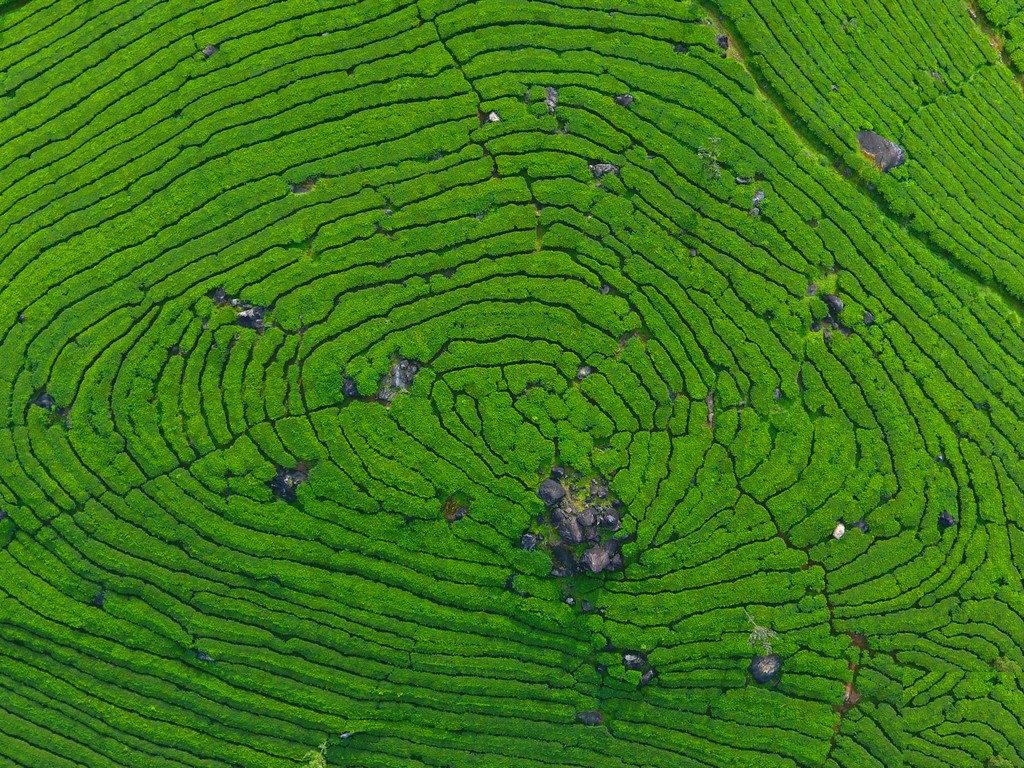 Munnar in Kerala