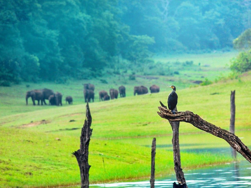 thekkady-wild-animals