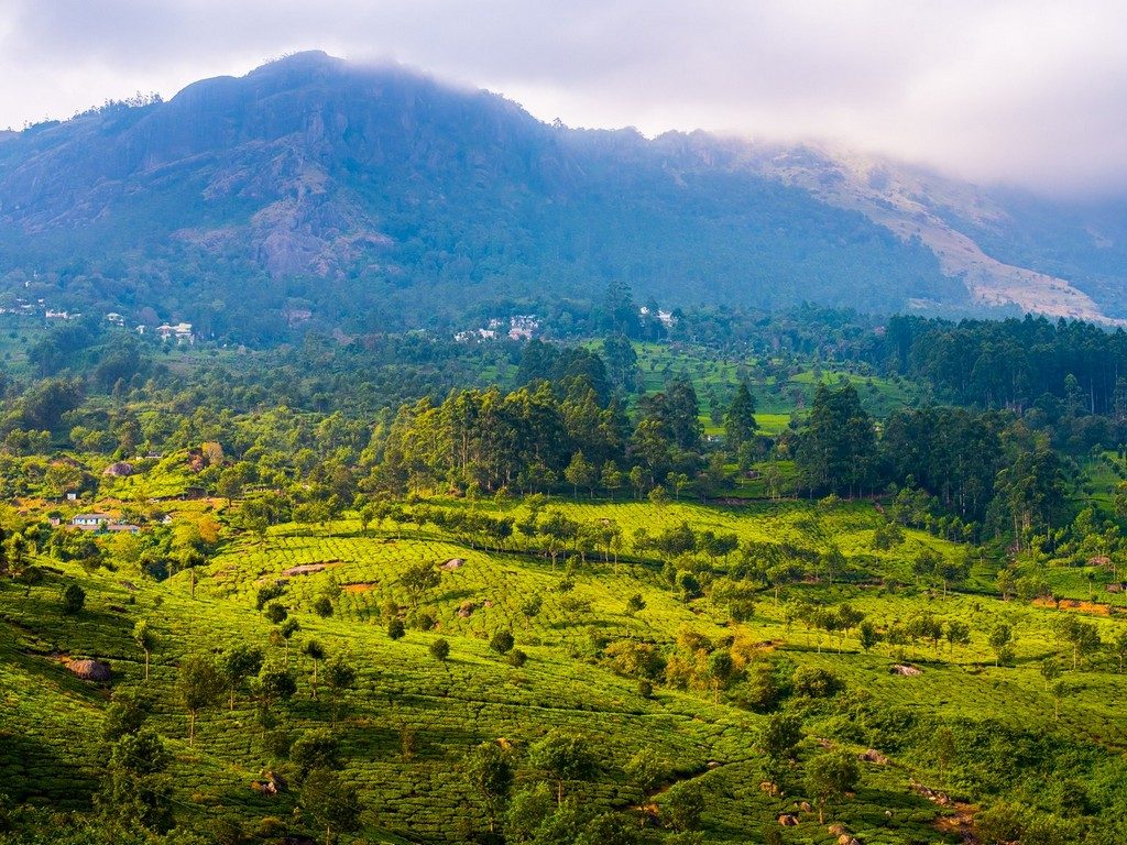 wayanad-tea-plantation-kerala-sunlight