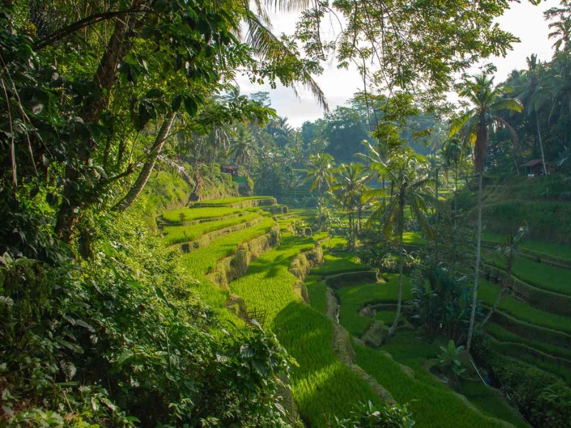 Breathtaking-scenery-of-Ubud's-lush-greenery