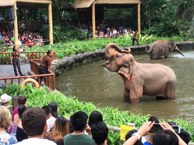 elephants-perform-in-the-singapore-zoo.