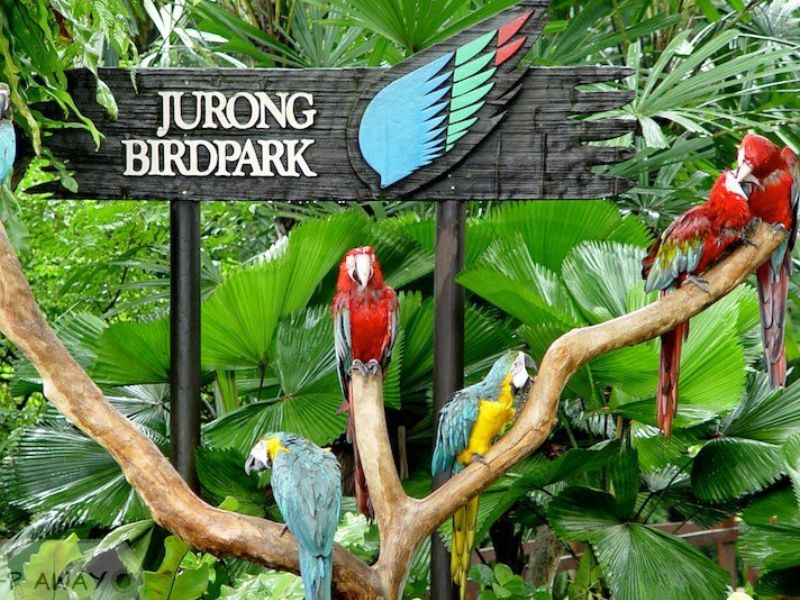 jurong-bird-park