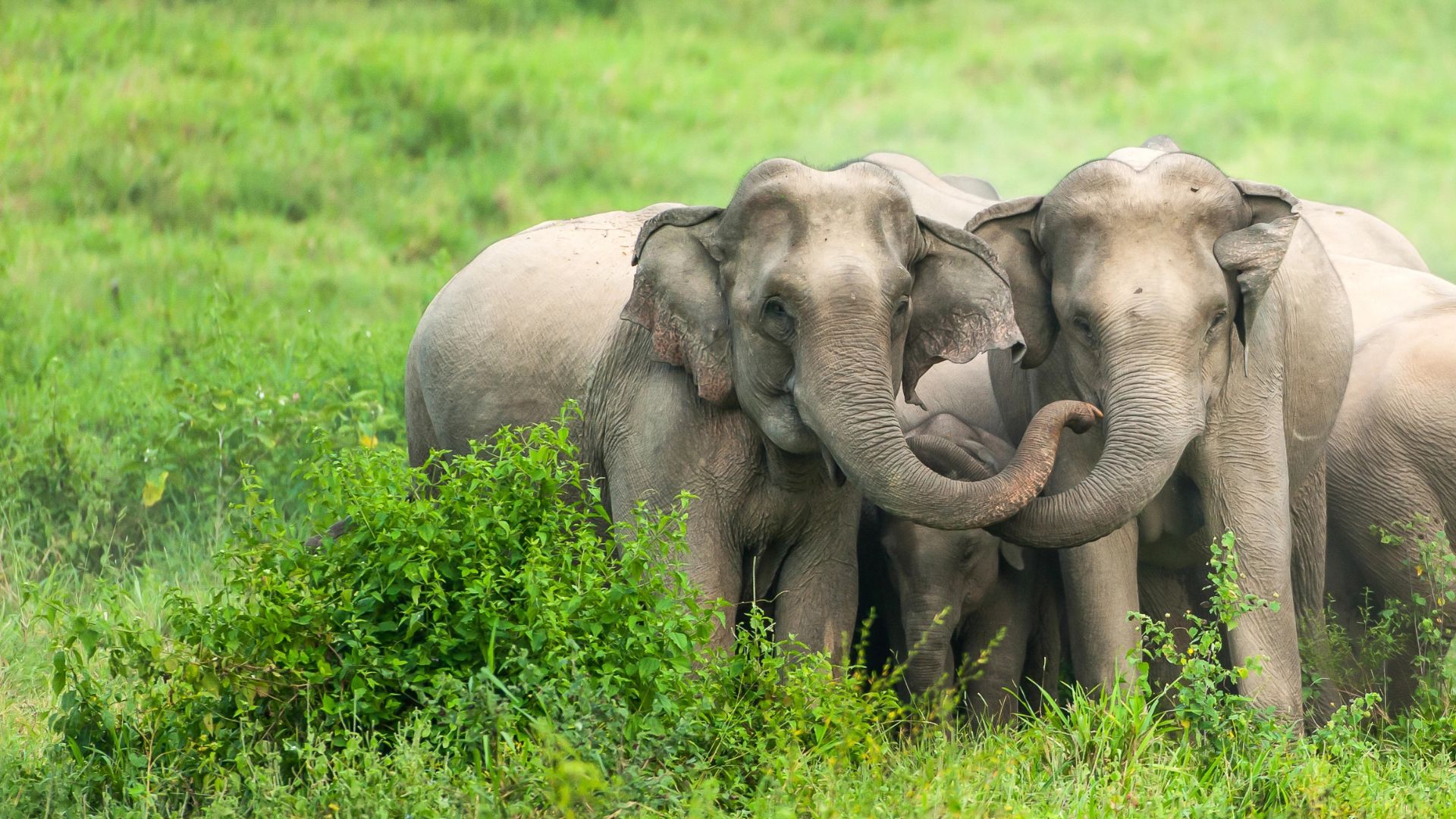 Kui-buri-national-park-thailand