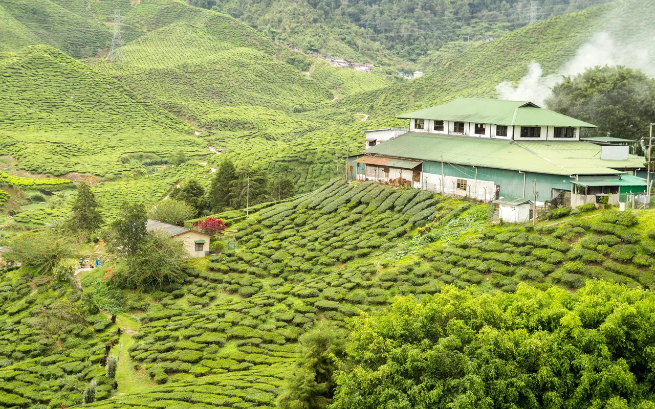 Best Time to Visit Munnar-Month-by-Month Weather & Temperature