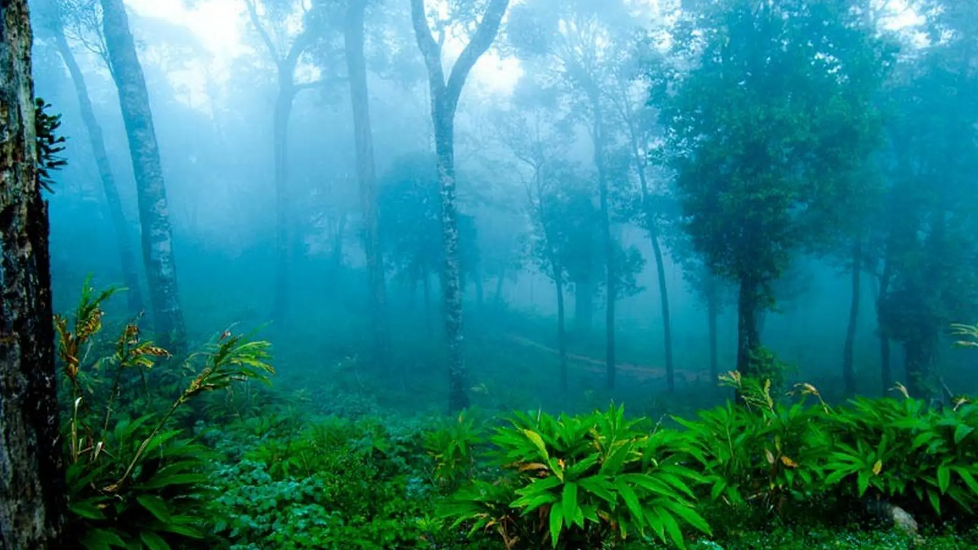 Experience the Perfect Weather in Wayanad: A Comprehensive Guide to Wayanad Temperature