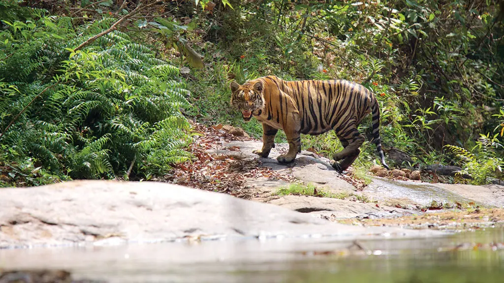 Top 10 Wildlife Sanctuaries In Kerala To Visit In 2025