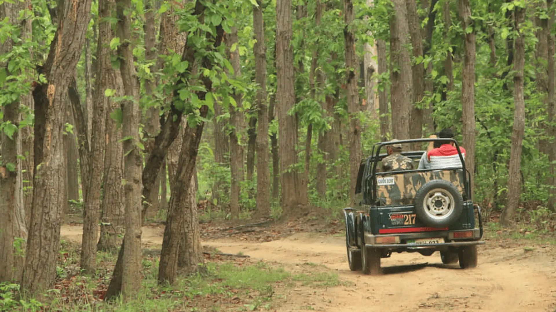 Things to do in Masinagudi-Safari, Attractions and Travel Tips
