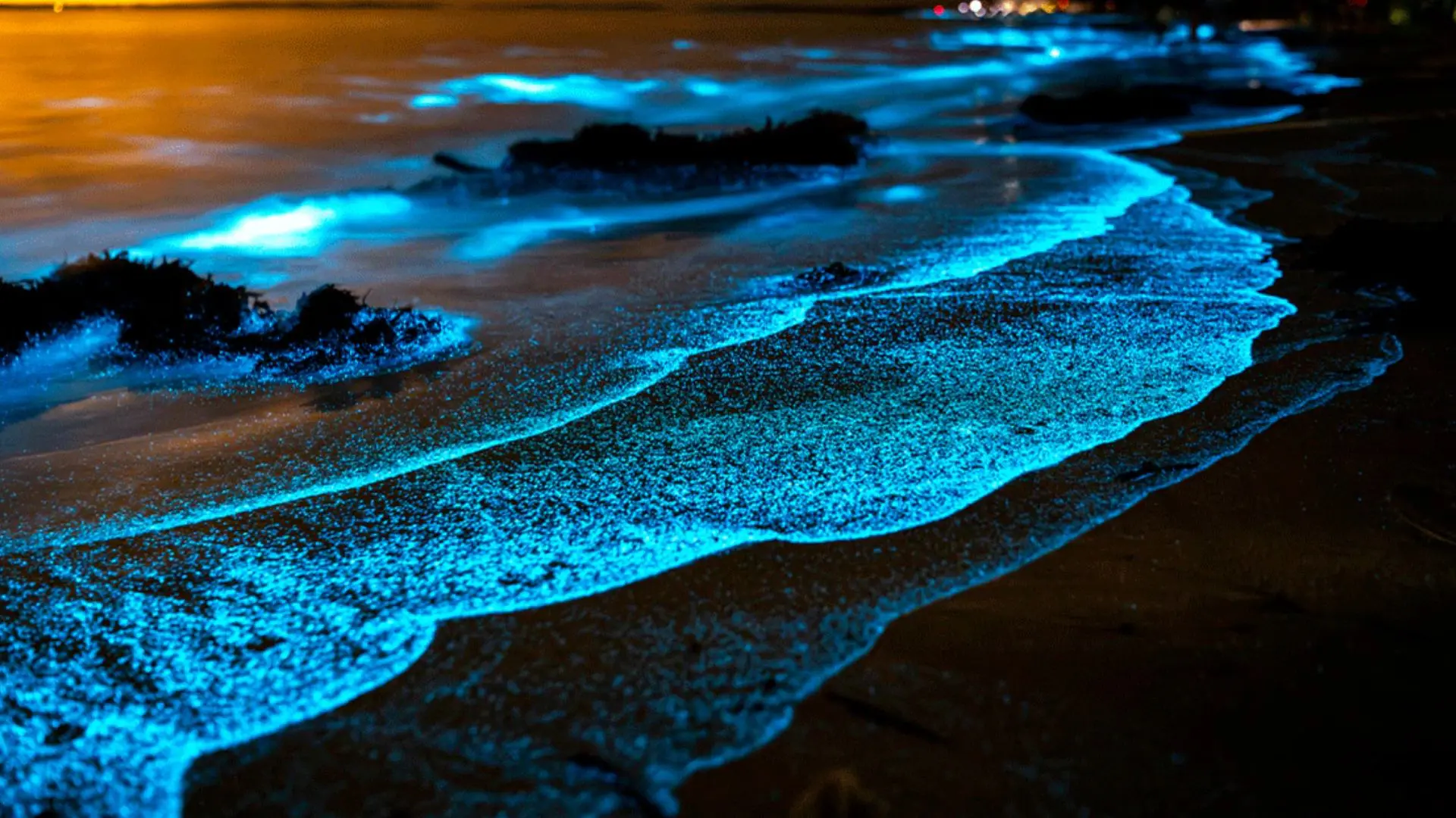 Kumbalangi Kavaru Bioluminescence-Best Time, Locations & Visiting Guide