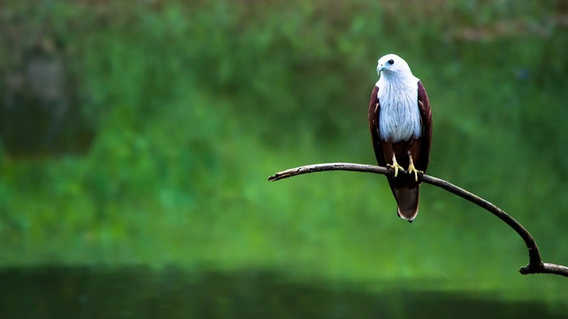 Thattekad Bird Sanctuary Kerala-Fees, Photos, Timings & Guide