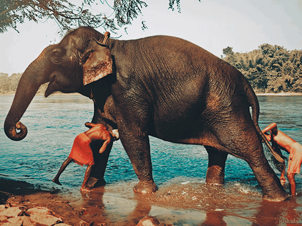Kerala Elephant Bathing