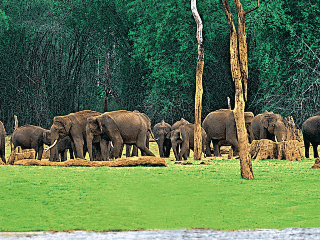 Elephant Spotting in Periyar Wildlife Sanctuary Kerala
