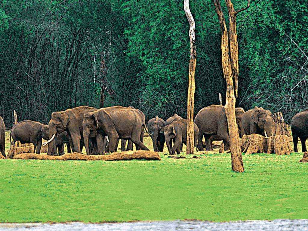 elephant tours kerala