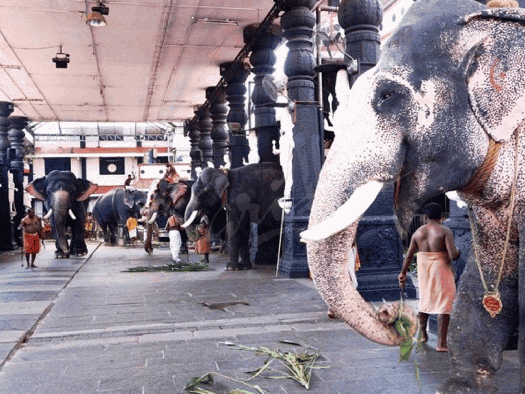Kerala Elephant in Guruvayoor Temple
