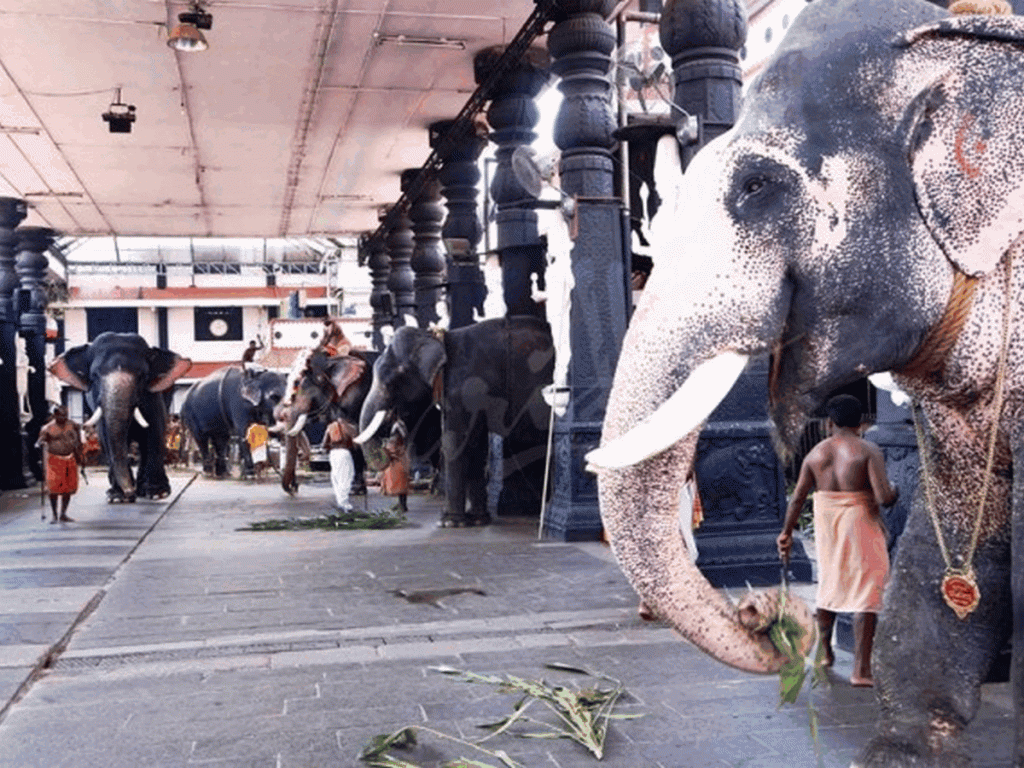 elephant tours kerala