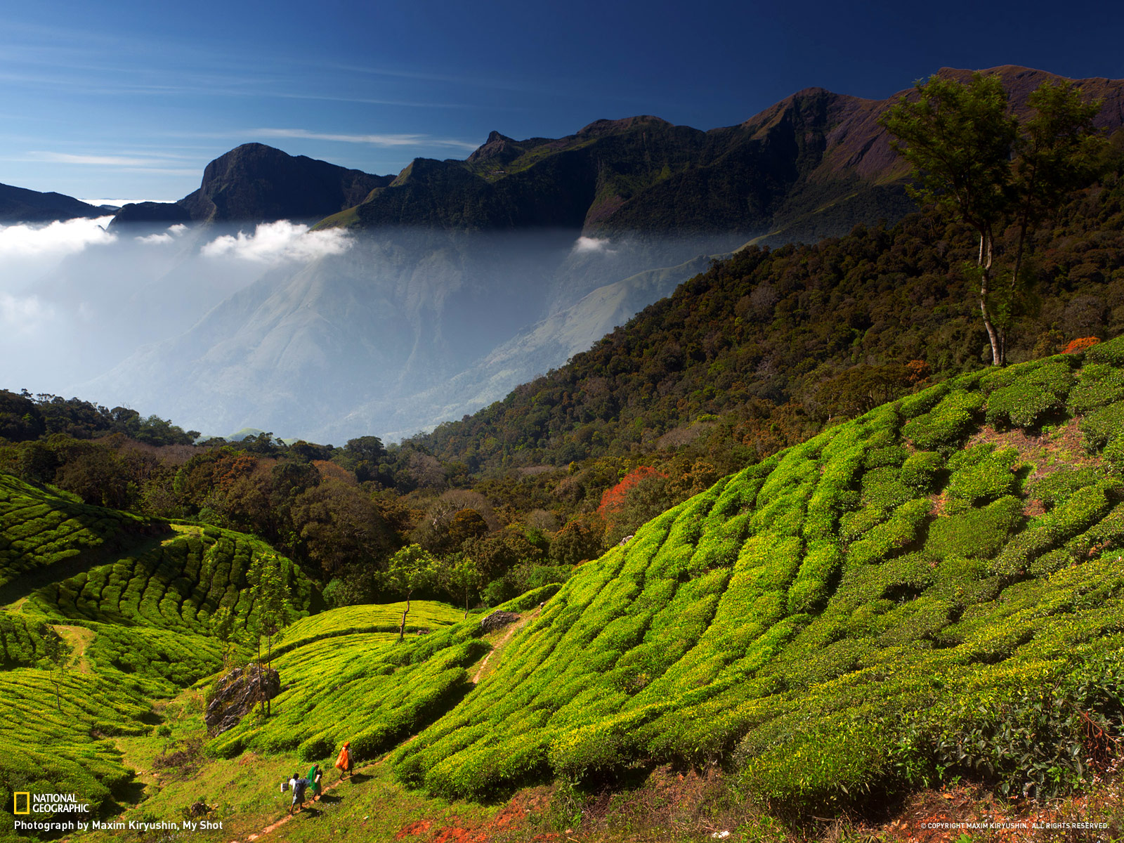 munnar-photo - Kerala Tourism & Travel Blog