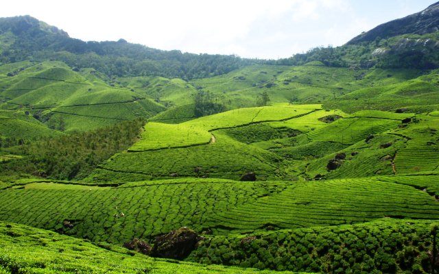 Tea Plantations in Munnar