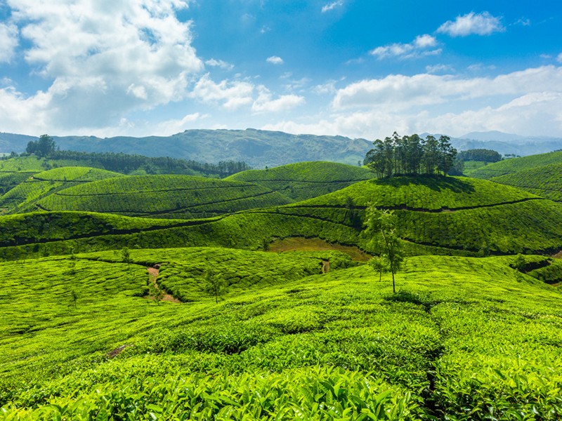  Tea Gardens in Munnar Hill Station , Kerala, India