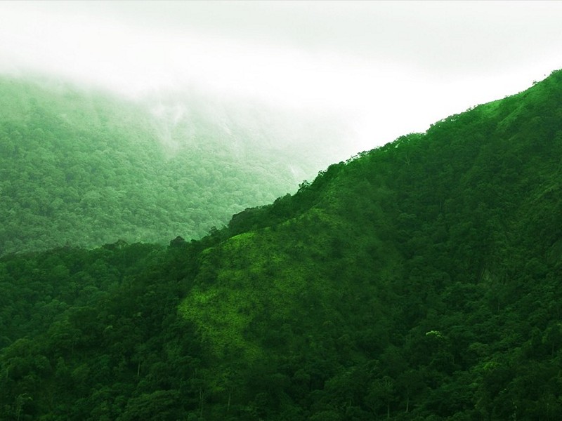 Ponmudi Hills 