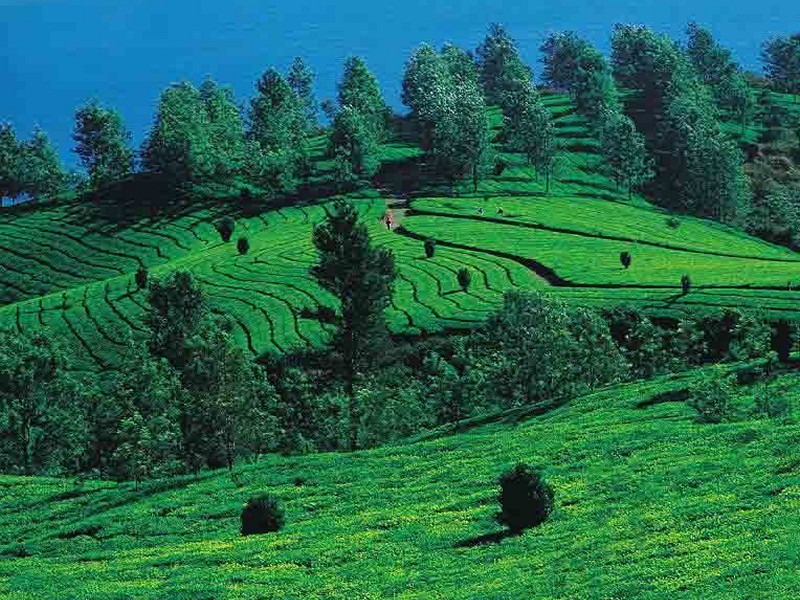 vythiri-hills-kerala-wayanad