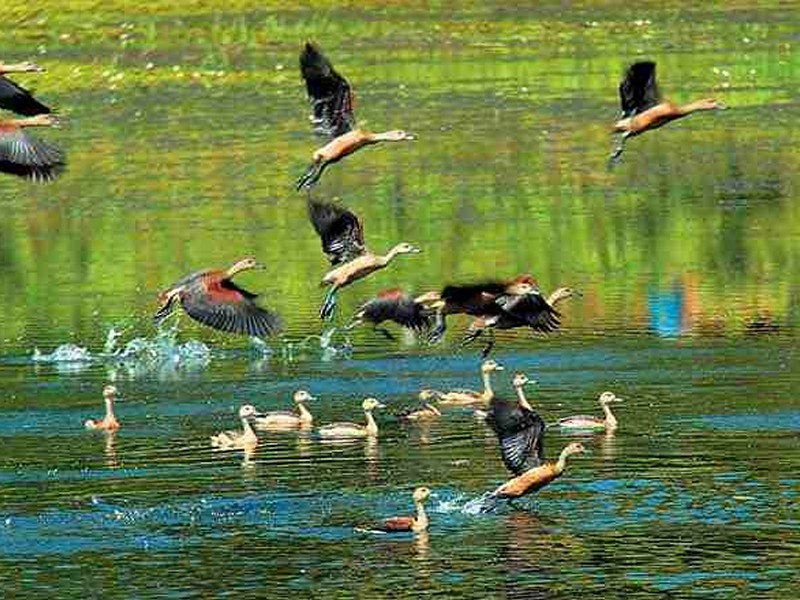 thattekad-bird-sanctuary-day-trip-from-kochi