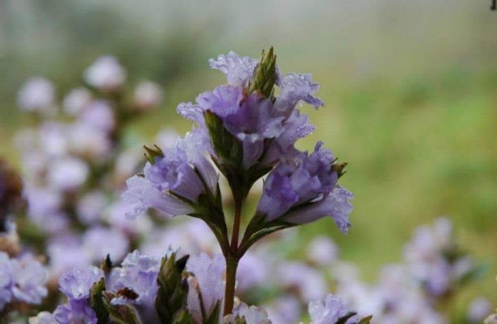 neelakurinji-flower-munnar