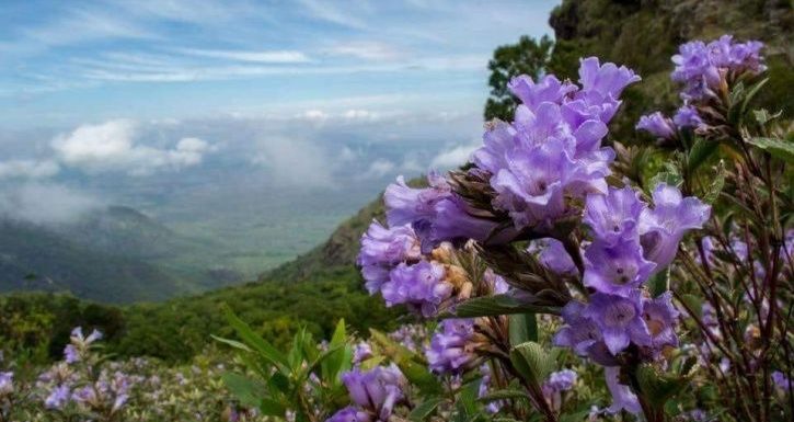 Image result for neelakurinji